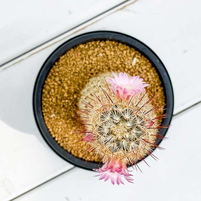 サボテン マミラリア ピンクニンフ 3号鉢 Mammillaria Pink Nymph の通販はau Pay マーケット 観葉植物専門店 プランチュ