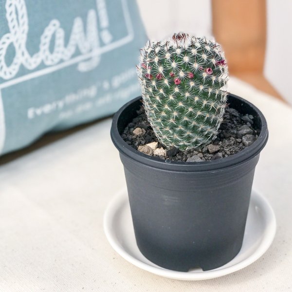 サボテン マミラリア 内裏玉 だいりぎょく 3号鉢 Mammillaria Dealbataの通販はau Pay マーケット 観葉植物専門店 プランチュ