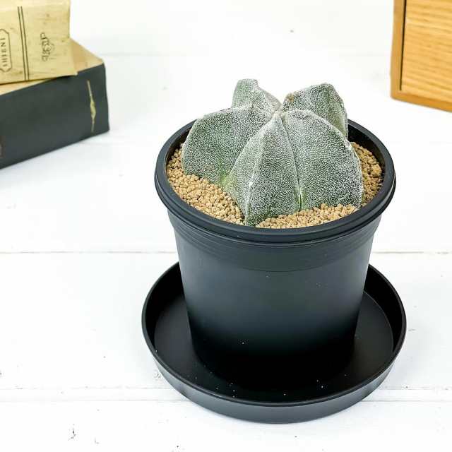 サボテン アストロフィツム 鸞鳳玉 らんぽうぎょく 3号鉢 Astrophytum Myriostigma ランポー玉の通販はau Pay マーケット 観葉植物専門店 プランチュ