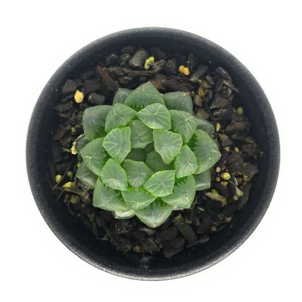 多肉植物 ハオルチア 雫石 2 5号鉢 ハオルシア Haworthia Obtusaの通販はau Pay マーケット 観葉植物専門店 プランチュ