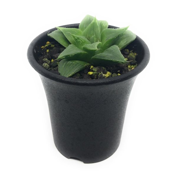 多肉植物 ハオルチア マグニフィカ 交配種 2 5号鉢 ハオルシア Haworthia Magnificaの通販はau Pay マーケット 観葉植物専門店 プランチュ