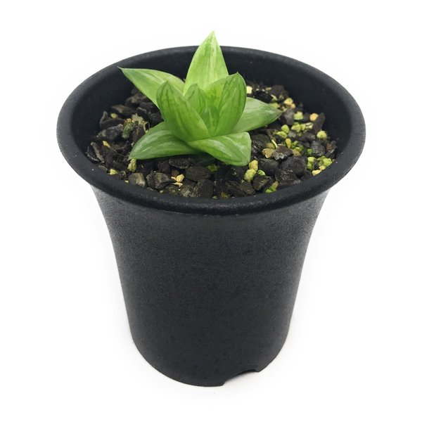 多肉植物 ハオルチア 京の華錦 2 5号鉢 ハオルシア Haworthia Cymbiformis Var Angustana F Variegataの通販はau Pay マーケット 観葉植物専門店 プランチュ