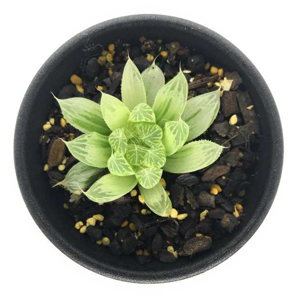 多肉植物 ハオルチア ピリフェラ錦 2 5号鉢 ハオルシア Haworthia Cooperi Var Pilifera F Variegataの通販はau Pay マーケット 観葉植物専門店 プランチュ