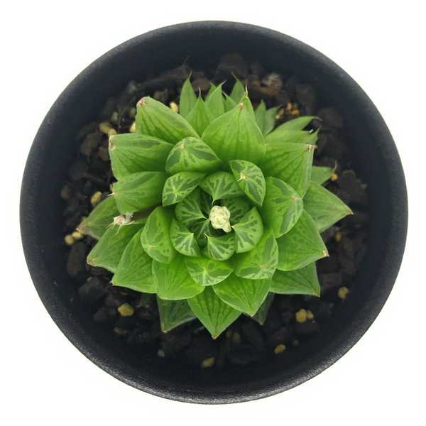 多肉植物 ハオルチア オキュラータ Evj N Of Groot River 2 5号鉢 ハオルシア Haworthia Oculataの通販はau Pay マーケット 観葉植物専門店 プランチュ