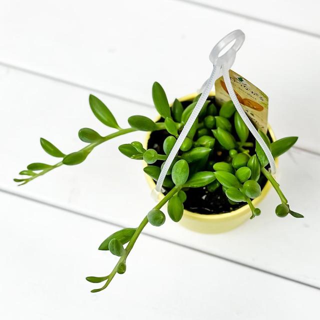 多肉植物 ぶらりサキュレント アーモンドネックレス 3号吊り鉢 鉢色おまかせ 育て方説明書付き Senecio Herreanus セネシオ 京童子 きょの通販はau Pay マーケット 観葉植物専門店 プランチュ