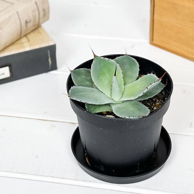 アガベ　トランカータ　2 bk40000ページ AGAVE Parryi truncata アガベ パリー トランカータ 大サイズ(10