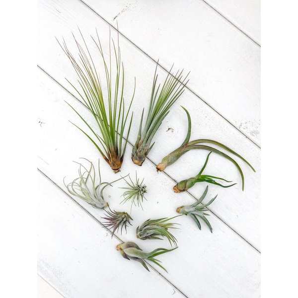 エアプランツ チランジア ジュンセア Ssサイズ Tillandsia エアープランツ ティランジア ブロメリアの通販はau Pay マーケット 観葉植物専門店 プランチュ