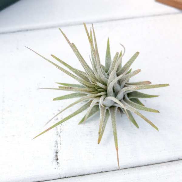 エアプランツ チランジア イオナンタ Sサイズ Tillandsia エアープランツ ティランジア ブロメリアの通販はau Pay マーケット 観葉植物専門店 プランチュ