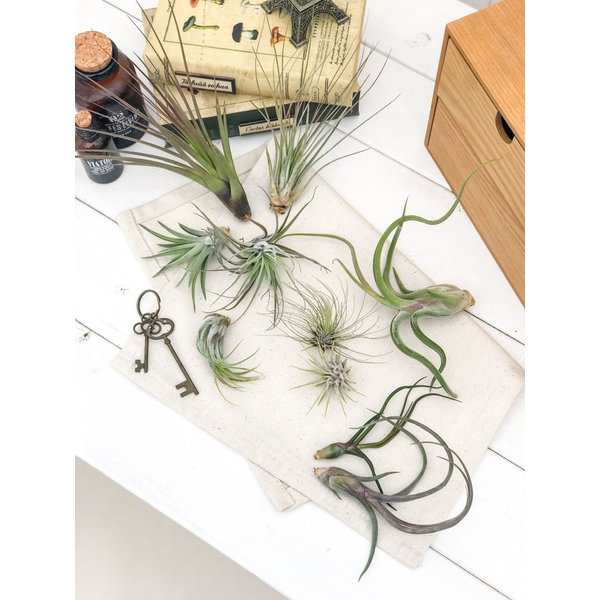 エアプランツ チランジア ブルボーサ Sサイズ Tillandsia エアープランツ ティランジア ブロメリアの通販はau Pay マーケット 観葉植物専門店 プランチュ