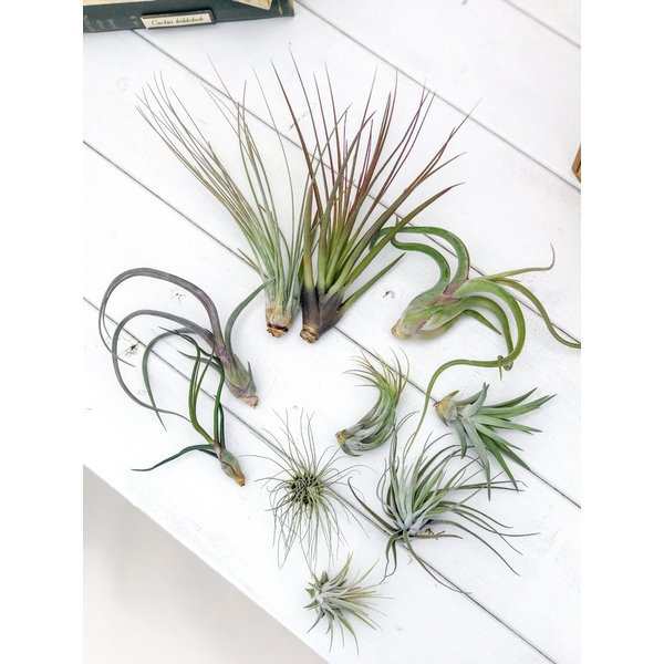 エアプランツ チランジア ブルボーサ Sサイズ Tillandsia エアープランツ ティランジア ブロメリアの通販はau Pay マーケット 観葉植物専門店 プランチュ