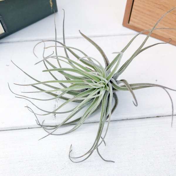 エアプランツ チランジア ベリッキアーナ Sサイズ Tillandsia エアープランツ ティランジア ブロメリアの通販はau Pay マーケット 観葉植物専門店 プランチュ