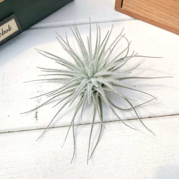 エアプランツ チランジア テクトラム スモール Tillandsia エアープランツ ティランジア ブロメリアの通販はau Pay マーケット 観葉植物専門店 プランチュ