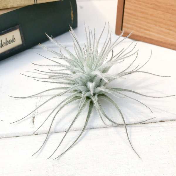 エアプランツ チランジア テクトラム スモール Tillandsia エアープランツ ティランジア ブロメリアの通販はau Pay マーケット 観葉植物専門店 プランチュ