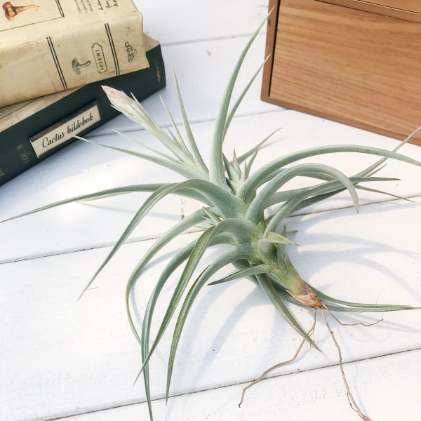 エアプランツ チランジア アエラントス ザ ピンク Tillandsia エアープランツ ティランジア ブロメリアの通販はau Pay マーケット 観葉植物専門店 プランチュ