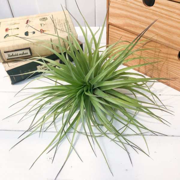 エアプランツ チランジア ストリクタ ギガンティクス Tillandsia エアープランツ ティランジア ブロメリアの通販はau Pay マーケット 観葉植物専門店 プランチュ