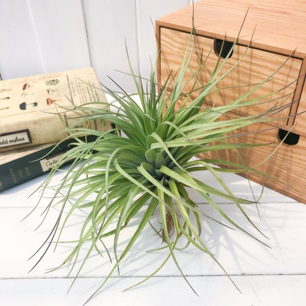 エアプランツ チランジア ストリクタ ギガンティクス Tillandsia エアープランツ ティランジア ブロメリアの通販はau Pay マーケット 観葉植物専門店 プランチュ