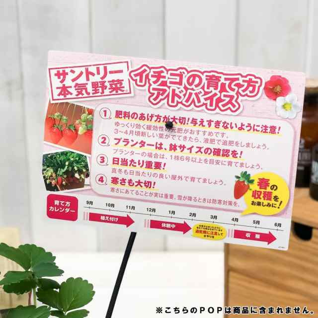 野菜苗 サントリー 本気野菜 イチゴ ローズベリーレッド 3号ポット 6ポットセット 果物 果菜苗 イチゴ苗 いちご苗 いちご 四季なりの通販はau Pay マーケット 観葉植物専門店 プランチュ