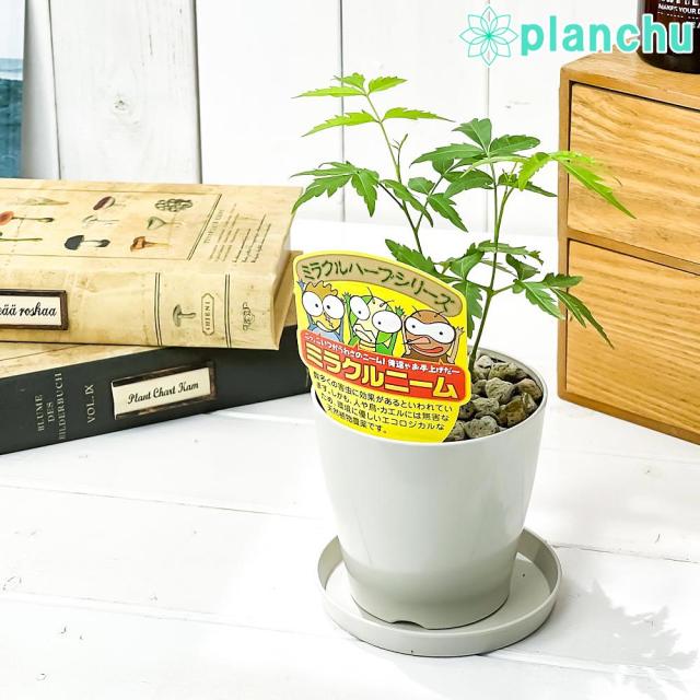 ハーブ 虫除け植物 ミラクルニーム 3 5号鉢 受け皿付き 育て方説明書付き Azadirachta Indica 観葉植物 実生の通販はau Pay マーケット 観葉植物専門店 プランチュ ハーブ 虫除け植物 ミラクルニーム 3 5号鉢 受け皿付き 育て方説明書付き Azadirachta Indica 観葉植物 実生の通販はau Pay マーケット 観葉植物専門店 プランチュ