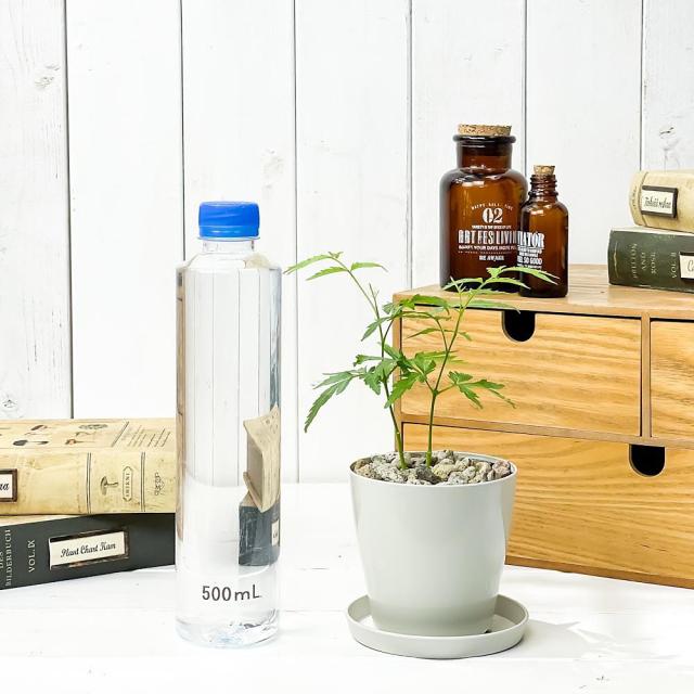 ハーブ 虫除け植物 ミラクルニーム 3 5号鉢 受け皿付き 育て方説明書付き Azadirachta Indica 観葉植物 実生の通販はau Pay マーケット 観葉植物専門店 プランチュ ハーブ 虫除け植物 ミラクルニーム 3 5号鉢 受け皿付き 育て方説明書付き Azadirachta Indica 観葉植物 実生の通販はau Pay マーケット 観葉植物専門店 プランチュ