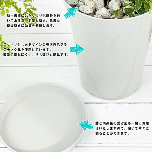 PLANCHU 観葉植物 マランタ ボスタス 6号鉢 受け皿付き 育て方説明書付き Maranta leuconeura var. erythroneura レウコネウラ カラテア 観葉植物