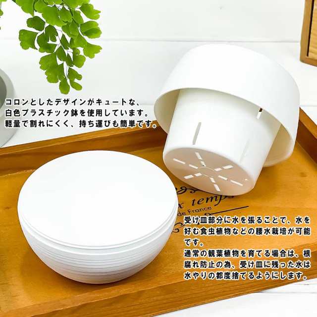 観葉植物 フィロデンドロン ホワイトプリンセス 3号丸鉢 受け皿付き