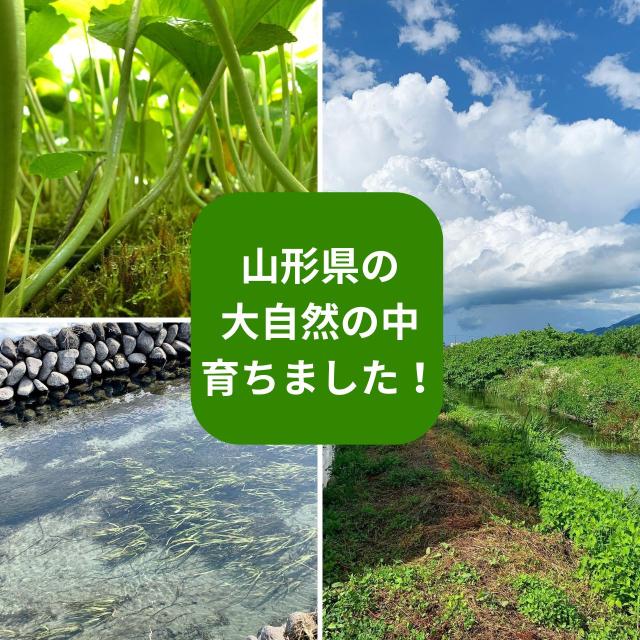 山形産 本わさび 茎ちゃん 10個入り 送料無料_2