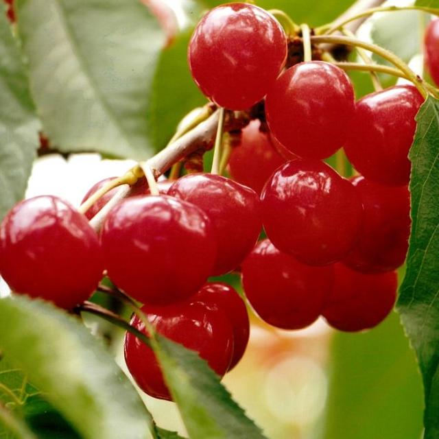 【予約開始！ 6月下旬発送 日付指定不可】 山形県産 さくらんぼ 紅秀峰 1kg  L-2L 秀-特秀 化粧箱 クール便_7