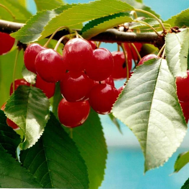 【予約開始！ 6月下旬発送 日付指定不可】 山形県産 さくらんぼ 紅秀峰 1kg  L-2L 秀-特秀 化粧箱 クール便_4