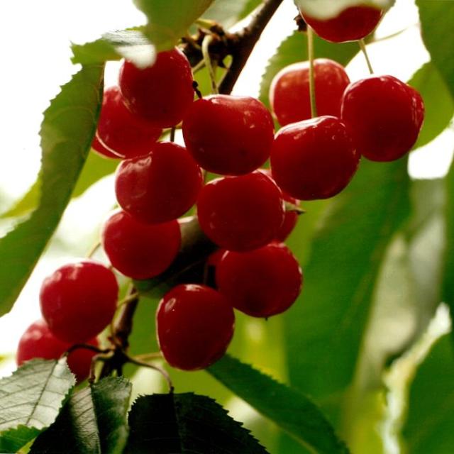 【予約開始！ 6月下旬発送 日付指定不可】 山形県産 さくらんぼ 紅秀峰 1kg  L-2L 秀-特秀 化粧箱 クール便_5