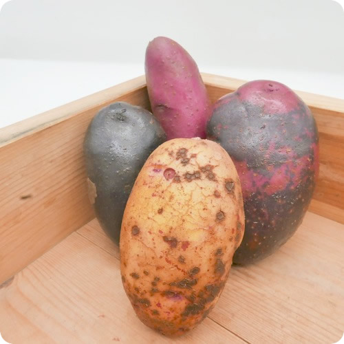 夏の東京カラフルポテト 6 10個 500g程度 味良し色良し選べる新東京野菜 東京都産の通販はau Pay マーケット イーファーマーズ E Farmers Au Pay マーケット店 夏の東京カラフルポテト 6 10個 500g程度 味良し色良し選べる新東京野菜 東京都産の通販はau Pay マーケット イーファーマーズ E Farmers Au Pay マーケット店