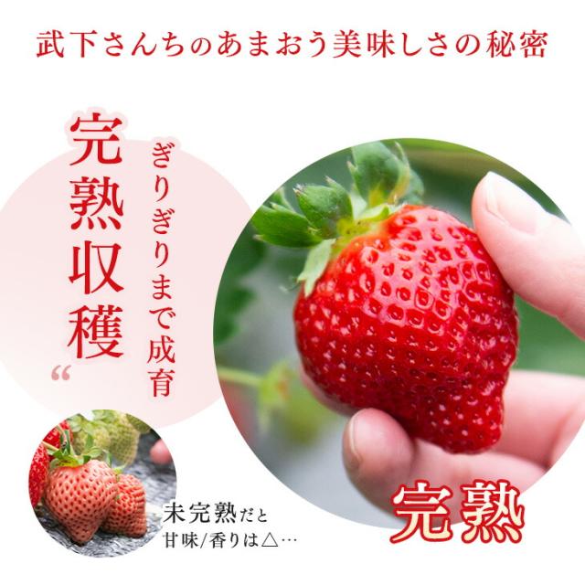大容量 2L 武下さんちの“完熟” あまおうジェラート 究極いちご含有率56％ 2リットル 福岡県 大川 ジェラート アイス アイスクリーム シャーベット パーティー バーベキュー あまおう 苺 果物 スイーツ ファミリー 無着色 完熟