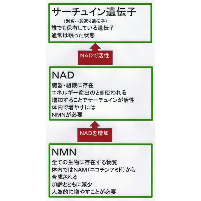 NMN 15000 (300カプセル) サプリメント ニコチンアミドモノヌクレオチド エンチーム【正規代理店】_4