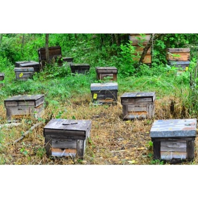 日本ミツバチの純粋蜂蜜 ミツバチが育む山郷 440g 正規代理店 産地直送_2