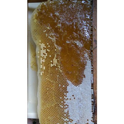 日本ミツバチの純粋蜂蜜 ミツバチが育む山郷 440g 正規代理店 産地直送_3