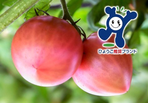 【あわじ島グルメトマト３種セット】グルメトマト１箱×ドライトマト１袋×コンフィチュール1瓶