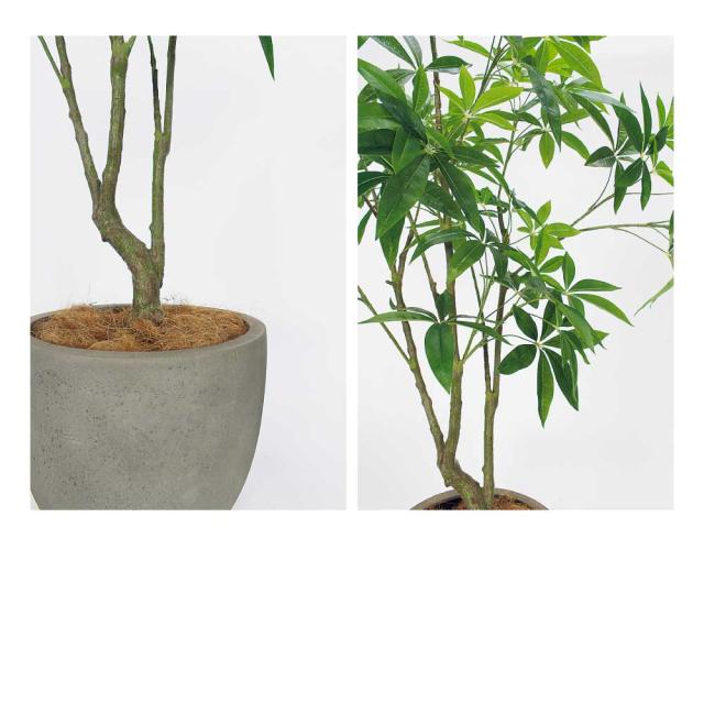 樹木プランター パーテーション フェイクグリーン 人工観葉植物 1500×2100×1200 【正規代理店】 ベルク シンボルツリー 間仕切り 人工樹木 造花 空間演出 オフィス クリニック エントランス ロビ 店舗 受付 インテリア 国産 屋内用 BELK GreenMode GR5093_1