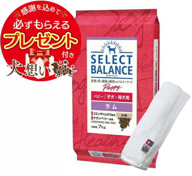 セレクトバランス パピー ラム 小粒 子犬・母犬用 7kg【犬想いオリジナル今治ハンドタオルセット】【タオルカラー ホワイト】【正規品】