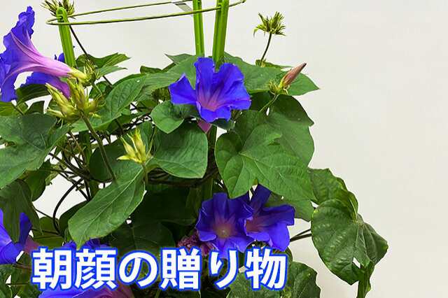 朝顔 あさがお アサガオ 鉢植え 西洋朝顔 オーシャンブルー 琉球朝顔 ６寸 プレゼント ギフト お中元 父の日 誕生日 結婚記念日 鉢の通販はau Pay マーケット 花ギフト山形産果物野菜花樹有