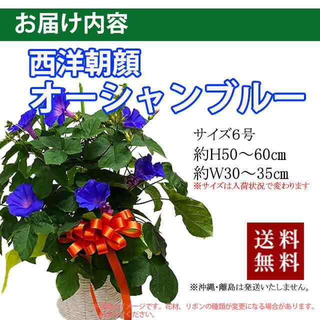 朝顔 あさがお アサガオ 鉢植え 西洋朝顔 オーシャンブルー 琉球朝顔 ６寸 プレゼント ギフト お中元 父の日 誕生日 結婚記念日 鉢の通販はau Pay マーケット 花ギフト山形産果物野菜花樹有