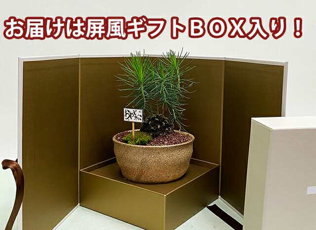 父の日 盆栽 セット 松 ギフト プレゼント おやじ松 送料無料 花 初心者 梅 苔玉 鉢植え ミニ盆栽 花鉢 盆栽鉢 桜 盆栽 もみじ 藤 の通販はau Pay マーケット 花ギフト山形産果物野菜花樹有