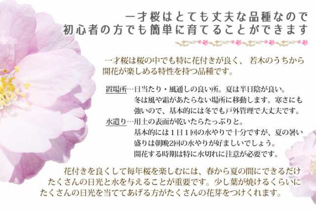 桜 盆栽 さくら サクラ 一才桜 旭山 ミニ盆栽 ギフト プレゼント あさひやま 陶器鉢 コケ玉 送料無料 鉢植え 苗木 さくら 室内 しだれ桜 の通販はau Pay マーケット 花ギフト山形産果物野菜花樹有