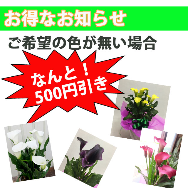 カラー 鉢植え 色が選べる 花鉢 白 黄色 ピンク 茶色 黒 送料無料 クリスマス 正月 母の日 父の日 バレンタイン ホワイトデー ギフト プの通販はau Pay マーケット 花ギフト山形産果物野菜花樹有