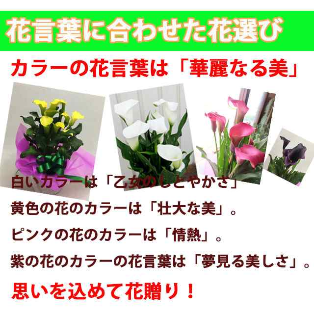 カラー 鉢植え 色が選べる 花鉢 白 黄色 ピンク 茶色 黒 送料無料 クリスマス 正月 母の日 父の日 バレンタイン ホワイトデー ギフト プの通販はau Pay マーケット 花ギフト山形産果物野菜花樹有