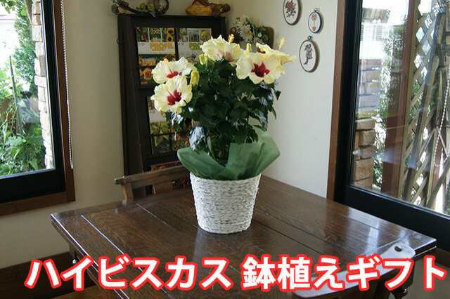 ハイビスカス 鉢 鉢植え 花 ロングライフハイビスカス 6号 6寸 お中元 誕生日 結婚記念日 父の日 お盆 おしゃれ ギフト 土 ロングの通販はau Pay マーケット 花ギフト山形産果物野菜花樹有