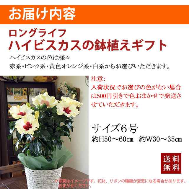 ハイビスカス 鉢 鉢植え 花 ロングライフハイビスカス 6号 6寸 お中元 誕生日 結婚記念日 父の日 お盆 おしゃれ ギフト 土 ロングの通販はau Pay マーケット 花ギフト山形産果物野菜花樹有