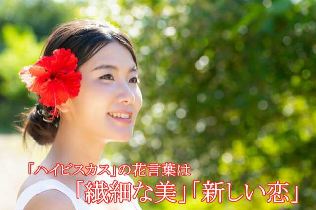 ハイビスカス 鉢 鉢植え 花 ロングライフハイビスカス 6号 6寸 お中元 誕生日 結婚記念日 父の日 お盆 おしゃれ ギフト 土 ロングの通販はau Pay マーケット 花ギフト山形産果物野菜花樹有