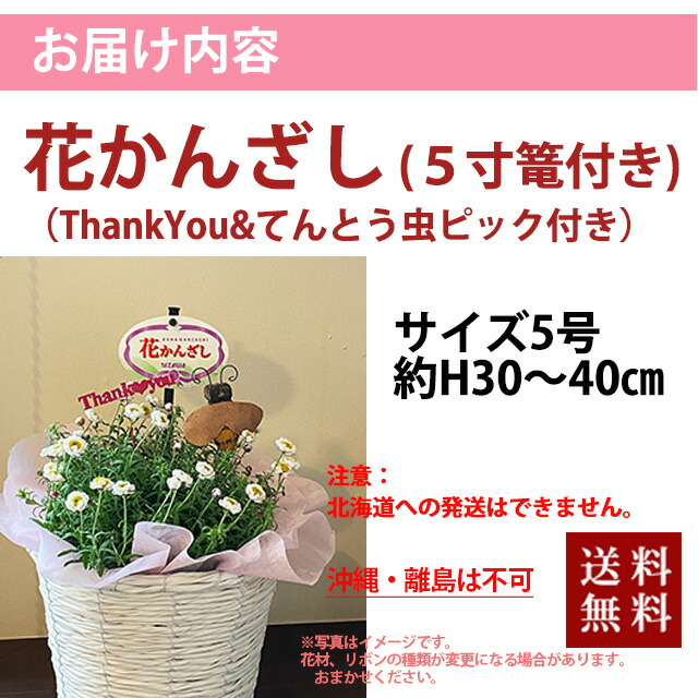 ヘリクリサム 鉢植え 鉢 花かんざし 5寸 篭付き プレゼント ホワイト 白 花芽付き ハンギング 寄せ植 人気 花苗 販売 通販 種類 ホワイトの通販はau Pay マーケット 花ギフト山形産果物野菜花樹有