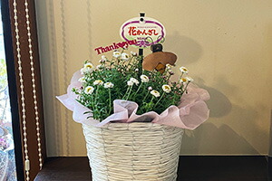 ヘリクリサム 鉢植え 鉢 花かんざし 5寸 篭付き プレゼント ホワイト 白 花芽付き ハンギング 寄せ植 人気 花苗 販売 通販 種類 ホワイトの通販はau Pay マーケット 花ギフト山形産果物野菜花樹有
