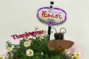 ヘリクリサム 鉢植え 鉢 花かんざし 5寸 篭付き プレゼント ホワイト 白 花芽付き ハンギング 寄せ植 人気 花苗 販売 通販 種類 ホワイトの通販はau Pay マーケット 花ギフト山形産果物野菜花樹有
