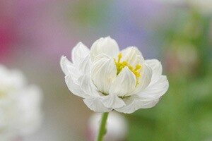 ヘリクリサム 鉢植え 鉢 花かんざし 5寸 篭付き プレゼント ホワイト 白 花芽付き ハンギング 寄せ植 人気 花苗 販売 通販 種類 ホワイトの通販はau Pay マーケット 花ギフト山形産果物野菜花樹有